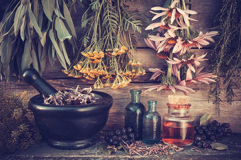Herbs for Mental Clarity and Energy | Ana Heart Blog